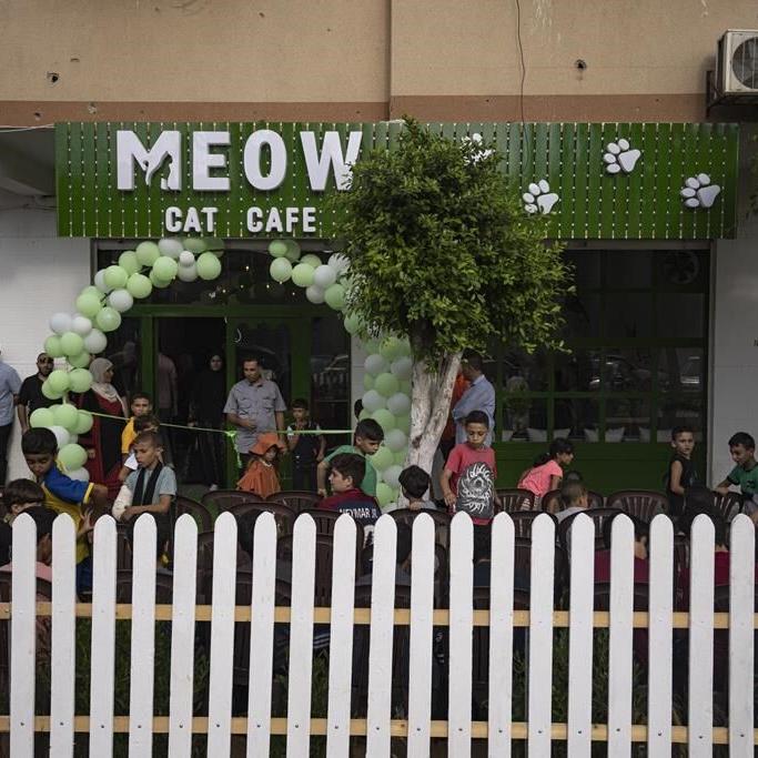 The Gaza Strip gets its first cat cafe, a cozy refuge from life under blockade